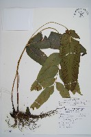 隱脈細柄雙蓋蕨藏品圖，第1張