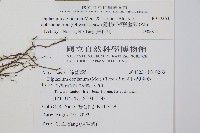 隱脈細柄雙蓋蕨藏品圖，第2張