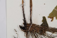 隱脈細柄雙蓋蕨藏品圖，第3張