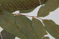 隱脈細柄雙蓋蕨藏品圖，第4張