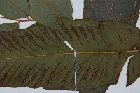 隱脈細柄雙蓋蕨藏品圖，第5張