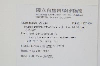 毛葉腎蕨藏品圖，第2張