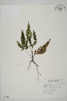 毛葉鐵線蕨藏品圖，第1張