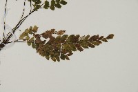 毛葉鐵線蕨藏品圖，第3張