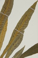 叢葉鐵角蕨藏品圖，第4張