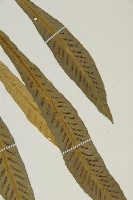 叢葉鐵角蕨藏品圖，第5張