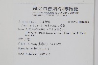 蒿蕨藏品圖，第2張