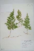 密葉卷柏藏品圖，第1張