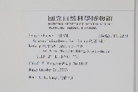 密葉卷柏藏品圖，第2張