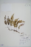 細葉蕗蕨藏品圖，第1張