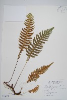 雉尾烏毛蕨藏品圖，第1張