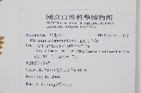 雉尾烏毛蕨藏品圖，第2張