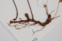 雉尾烏毛蕨藏品圖，第3張