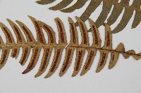 雉尾烏毛蕨藏品圖，第4張