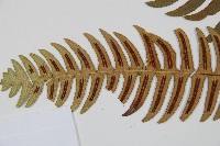 雉尾烏毛蕨藏品圖，第5張