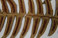 雉尾烏毛蕨藏品圖，第6張