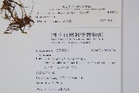 陵齒蕨、鱗始蕨藏品圖，第2張