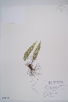 紅苞蹄蓋蕨藏品圖，第1張