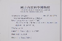 紅苞蹄蓋蕨藏品圖，第2張