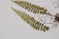 紅苞蹄蓋蕨藏品圖，第4張