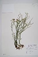 銳葉石松藏品圖，第1張