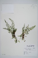 薄葉鐵角蕨藏品圖，第1張