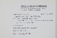 薄葉鐵角蕨藏品圖，第2張