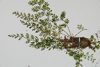 薄葉鐵角蕨藏品圖，第4張