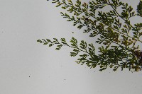 薄葉鐵角蕨藏品圖，第5張