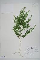 密葉卷柏藏品圖，第1張