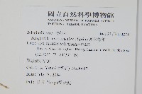 密葉卷柏藏品圖，第2張