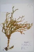 台灣石松藏品圖，第1張