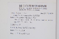 台灣石松藏品圖，第2張