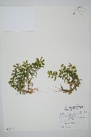 長柄千層塔藏品圖，第1張