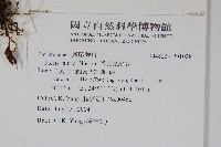 傅氏鳳尾蕨藏品圖，第2張