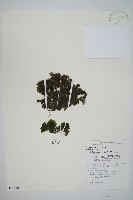 登錄號:P010283藏品圖，第1張