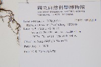 尾葉實蕨藏品圖，第2張