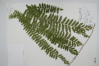 藤蕨藏品圖，第1張