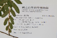 藤蕨藏品圖，第2張