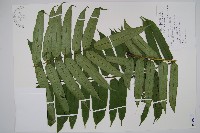 觀音座蓮藏品圖，第1張