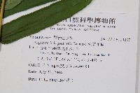 觀音座蓮藏品圖，第2張