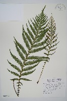 假桫欏藏品圖，第1張