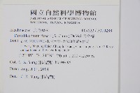 假桫欏藏品圖，第2張