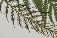 假桫欏藏品圖，第3張