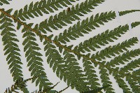 假桫欏藏品圖，第4張