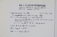 溪邊蕨藏品圖，第2張