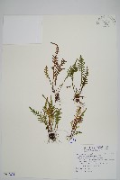 蒿蕨藏品圖，第1張