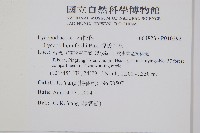 福氏石松藏品圖，第2張