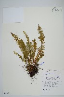 密毛蒿蕨藏品圖，第1張