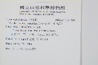 瓶蕨藏品圖，第2張